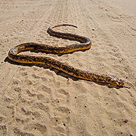 Doodgereden Kaapse cobra (Naja nivea), Kalahari, Kgalagadi Transfrontier Park, Zuid-Afrika

